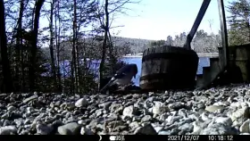 My dad tossed a mouse in front of his trail cam to figure out what was taking them. Not what we expected