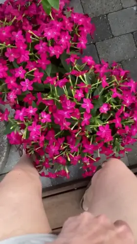 My pink flower peeing on a pink flower, yes!