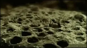 Just the little ones