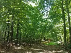 Such a beautiful day to walk 🌳🌞