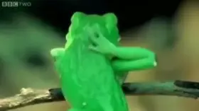 The movements of the legs