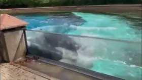 Isolating a creature since 2011 ends up in the creature hurting itself