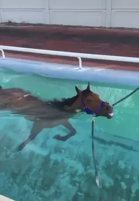 Not even water can save you from Rape Horse.