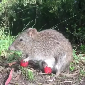 Rat with hungry dick