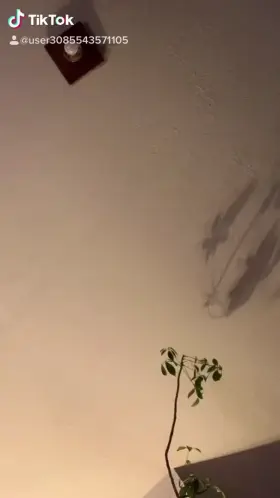 Are you a fan of snake skin, fish nets or neither 😊🐍