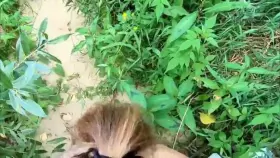 Sucking dick is so much better when done outdoors