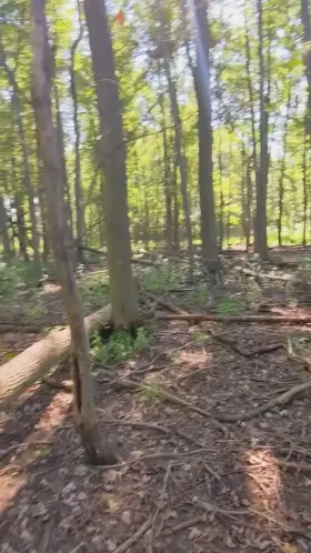 I could wake up to this view every morning, waiting so patiently 🌲🍑