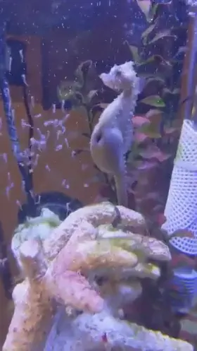 Blegh plz tell me im not the only one who finds this disgusting