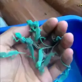 Handful of Baby Chameleons