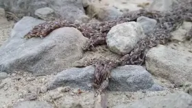 A crawling mass of maggots .