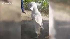 Goat born with paralyzed forelegs learns to walk upright