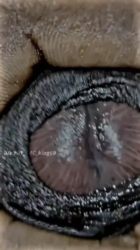 Honey Leaks🍯 Who wanna Lick It👅💦 Pulling Foreskin Harder🥵 [26] [Dick Pic]