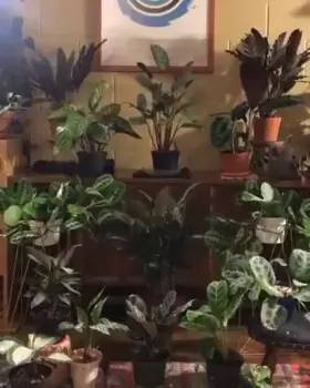 The plants we all deserve.