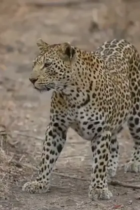 Under the protection of mama.