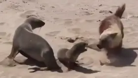 Hyena kills a seal pup with one bite.