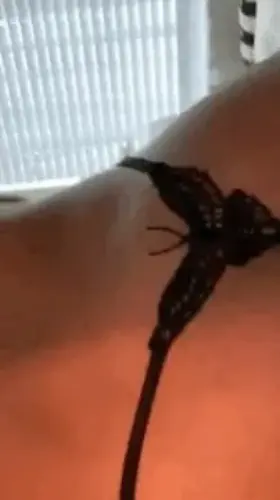 18F (OC) 🦋✨✨✨ I’m new here, I hope you enjoy 🥺