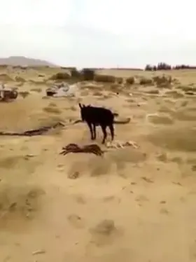 im not one to get emotional about animals but damn