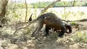 netflix adaptation of gattsu versus the sea god