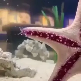 starfish walking